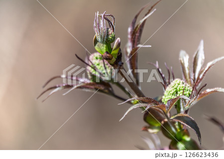 Small buds of sambucus racemosa in early spring time. 126623436
