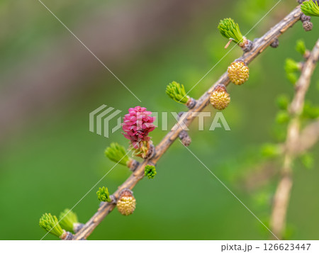 Larch tree fresh pink cones blossom at spring on nature background 126623447