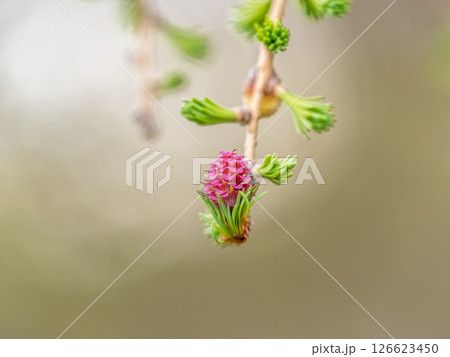 Larch tree fresh pink cones blossom at spring on nature background Larch tree fresh pink cones blossom at spring on nature background 126623450