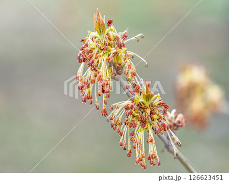 Acer negundo, Box elder, boxelder, ash-leaved and maple ash, Manitoba, elf, ashleaf maple male inflorescences and flowers on branch outdoor. Acer negundo, Box elder, boxelder, ash-leaved and maple ash, Manitoba, elf, ashleaf maple male inflorescences and flowers on branch outdoor. 126623451