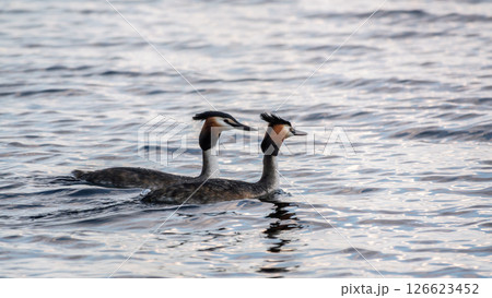 Two Great Crested Grebes swim in the lake 126623452