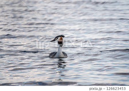 The waterfowl bird Great Crested Grebe swimming in the calm lake 126623453