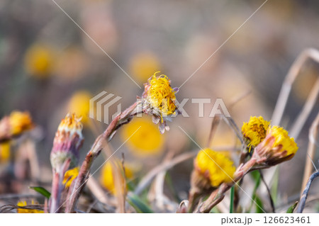 The spring primroses. The bright yellow flowers of coltsfoot in the sunshine. 126623461