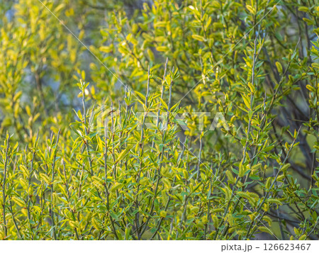 Nature awakes in spring. Blooming willow twigs and furry willow-catkins, so called seals or cats. Holly willow, Salix caprea 126623467