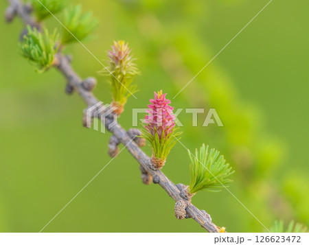 Larch tree fresh pink cones blossom at spring on nature background 126623472
