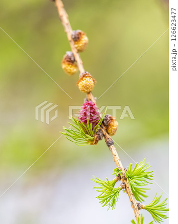 Larch tree fresh pink cones blossom at spring on nature background Larch tree fresh pink cones blossom at spring on nature background 126623477