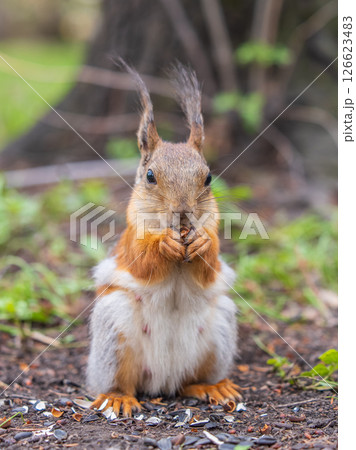 Squirrel eats a nut while sitting in green grass. Eurasian red squirrel, Sciurus vulgaris Squirrel eats a nut while sitting in green grass. Eurasian red squirrel, Sciurus vulgaris 126623483