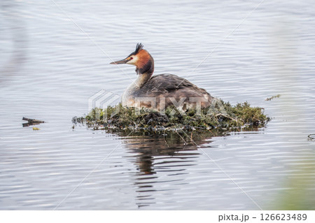 Great Crested Grebe, Podiceps cristatus, water bird sitting on the nest, nesting time on the green lake 126623489