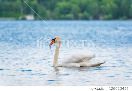 Graceful white Swan swimming in the lake, swans in the wild. Portrait of a white swan swimming on a lake. 126623495