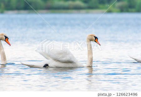 Graceful white Swan swimming in the lake, swans in the wild. Portrait of a white swan swimming on a lake. Graceful white Swan swimming in the lake, swans in the wild. Portrait of a white swan swimming on a lake. 126623496