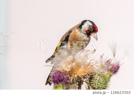 European goldfinch, feeding on the seeds of thistles. Carduelis carduelis. European goldfinch, feeding on the seeds of thistles. Carduelis carduelis. 126623503