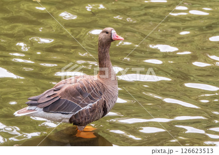Greater White-fronted Goose (Anser albifrons) standing on the green shore of the pond. Greater White-fronted Goose (Anser albifrons) standing on the green shore of the pond. 126623513