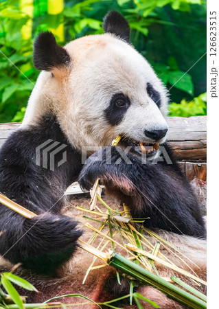 The Giant Panda Bear sits while eating a bamboo stalk The Giant Panda Bear sits while eating a bamboo stalk 126623515