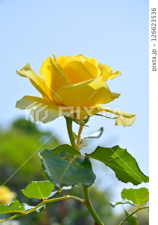 黄色いバラ 黄色いバラ 126623536