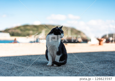漁港の猫 126623597