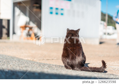 漁港の黒猫 126623598
