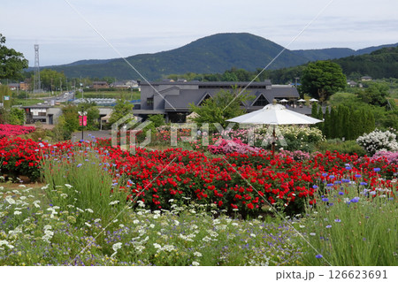 ロマンチック茨城(筑波山の峰々に囲まれて自然豊かな地に咲き誇るバラの花園。)茨城フラワーパーク ロマンチック茨城(筑波山の峰々に囲まれて自然豊かな地に咲き誇るバラの花園。)茨城フラワーパーク 126623691