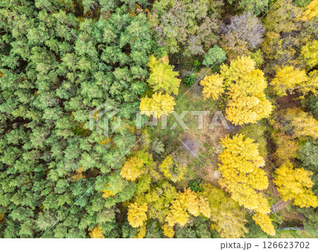 Aerial drone view of stunning colorful autumn fall forest. Aerial drone view of stunning colorful autumn fall forest. 126623702