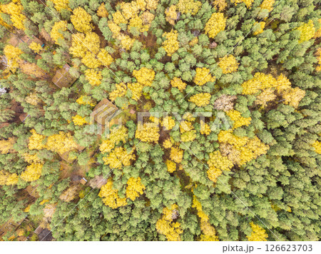 Aerial drone view of stunning colorful autumn fall forest. 126623703
