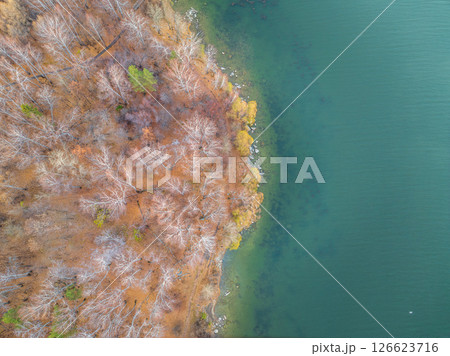 Colorful autumn forest with trees on the shore of a blue lake - top aerial view. 126623716