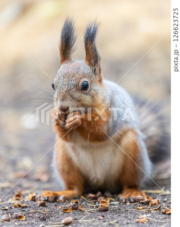 Squirrel in autumn hides nuts on the green grass with fallen yellow leaves 126623725
