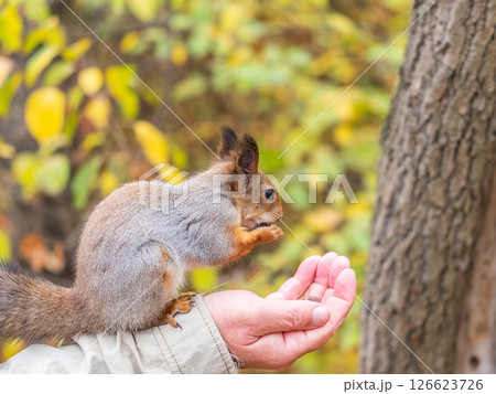 A squirrel in the autumn eats nuts from a human hand. Eurasian red squirrel, Sciurus vulgaris 126623726