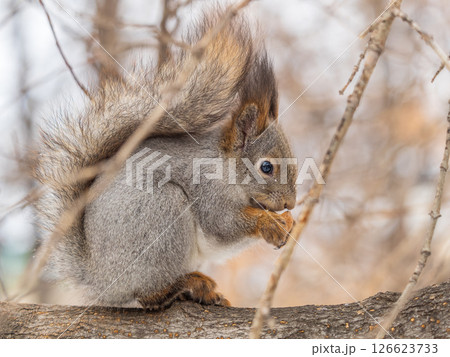 The squirrel with nut sits on tree in the winter or late autumn The squirrel with nut sits on tree in the winter or late autumn 126623733