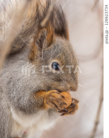 The squirrel with nut sits on tree in the winter or late autumn The squirrel with nut sits on tree in the winter or late autumn 126623734