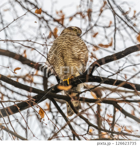 A Eurasian sparrowhawk perched on a branch of a tree outdoors. A Eurasian sparrowhawk perched on a branch of a tree outdoors. 126623735