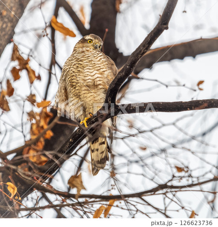 A Eurasian sparrowhawk perched on a branch of a tree outdoors. 126623736