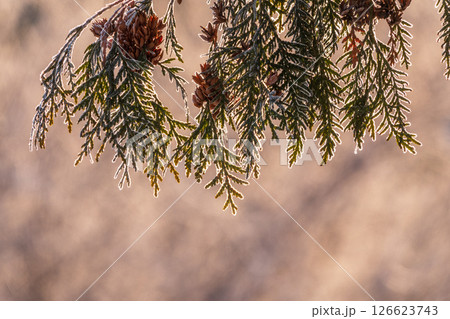 Autumn Thuja branches in the sunset light. 126623743