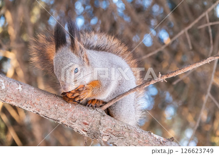 The squirrel with nut sits on tree in the winter or late autumn 126623749