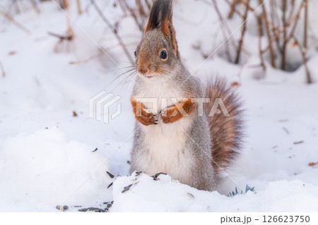 Portrait of a squirrel in winter on white snow background Portrait of a squirrel in winter on white snow background 126623750