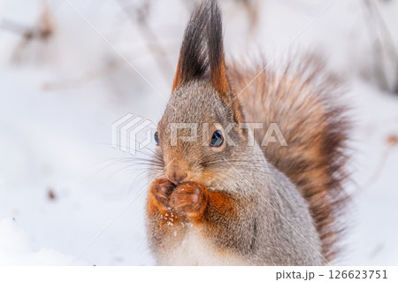Portrait of a squirrel in winter on white snow background 126623751