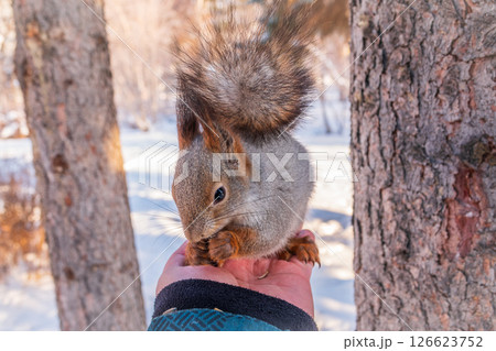 Squirrel eats nuts from a man's hand. Caring for animals in winter or autumn. 126623752