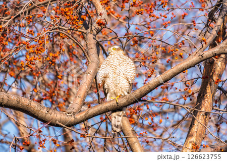 A Eurasian sparrowhawk perched on a branch of a tree outdoors. 126623755