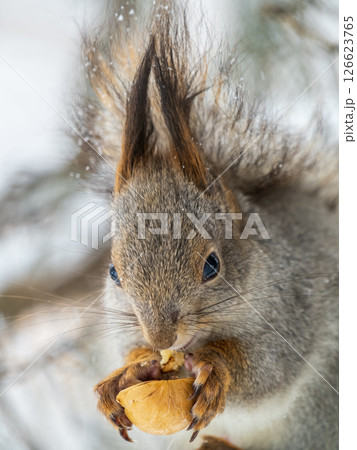 The squirrel with nut sits on tree in the winter or late autumn The squirrel with nut sits on tree in the winter or late autumn 126623765