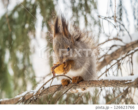 The squirrel with nut sits on tree in the winter or late autumn 126623766