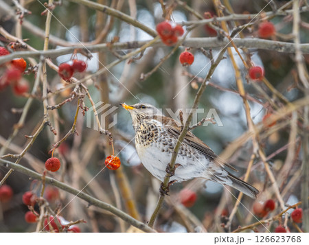Fieldfare sitting on the bush and feeding on wild red apples in winter or early spring time. Fieldfare sitting on the bush and feeding on wild red apples in winter or early spring time. 126623768