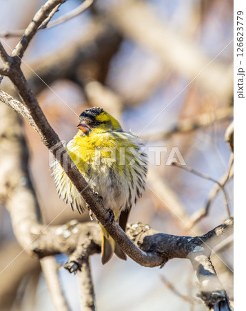 Eurasian siskin male, latin name spinus spinus, sitting on branch of tree. Cute little yellow songbird. Eurasian siskin male, latin name spinus spinus, sitting on branch of tree. Cute little yellow songbird. 126623779
