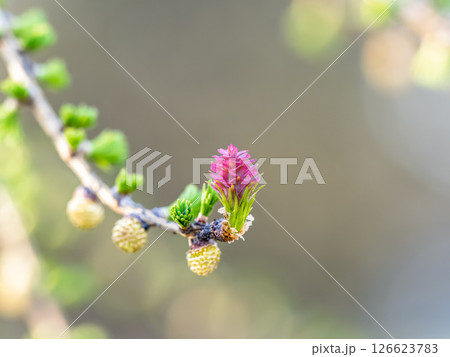 Larch tree fresh pink cones blossom at spring on nature background 126623783