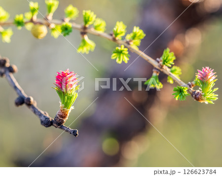 Larch tree fresh pink cones blossom at spring on nature background 126623784