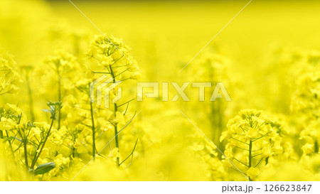 満開の菜の花畑 126623847