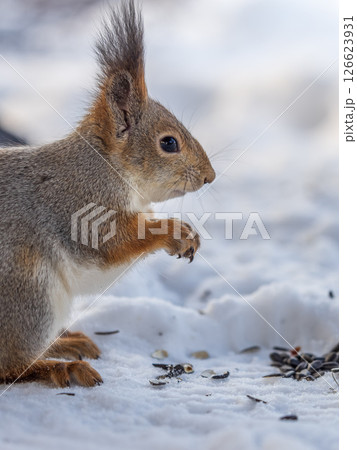 The squirrel in winter sits on white snow. 126623931
