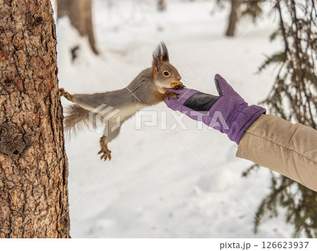 Girl feeds a squirrel with nuts at winter. Caring for animals in winter or autumn. Girl feeds a squirrel with nuts at winter. Caring for animals in winter or autumn. 126623937