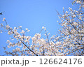桜 126624176