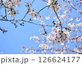 桜 126624177