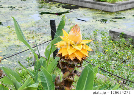 チヨウキンレン(チユウキンレン) Chinese yellow banana チヨウキンレン(チユウキンレン) Chinese yellow banana 126624272