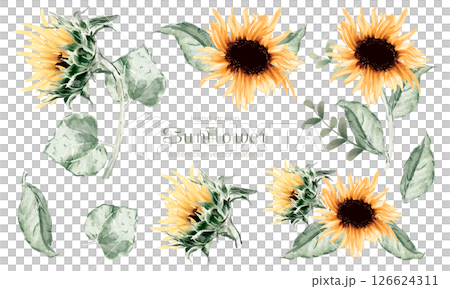 A set of watercolor sunflower flowers 126624311