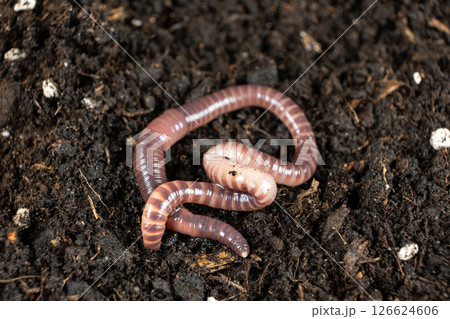 Big beautiful earthworm in the black soil, close-up. 126624606